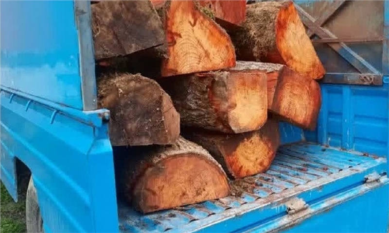 چوب جنگلی قاچاق